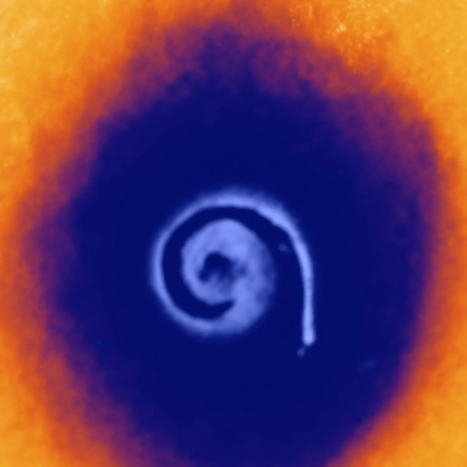 Termografia del reperto